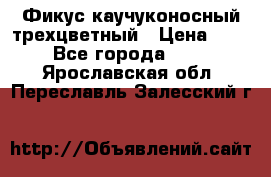 Фикус каучуконосный трехцветный › Цена ­ 500 - Все города  »    . Ярославская обл.,Переславль-Залесский г.